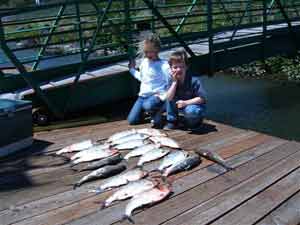 shad fishing