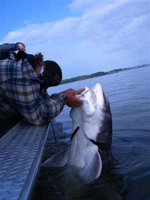 trophy sturgeon