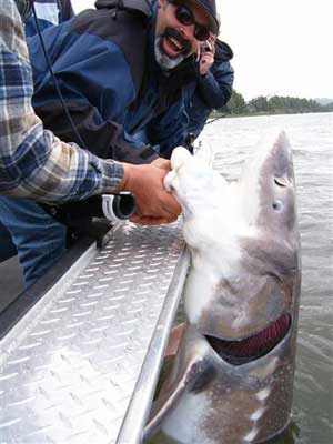 oversized sturgeon